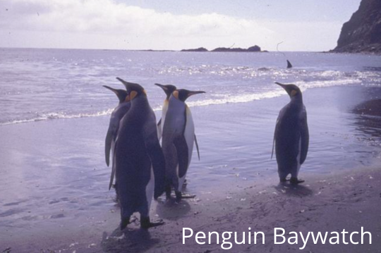 Penguin Baywatch