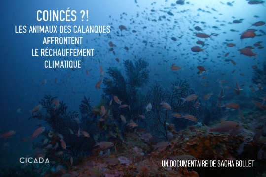 Coincés ?! Les animaux des calanques affrontent le réchauffement climatique 