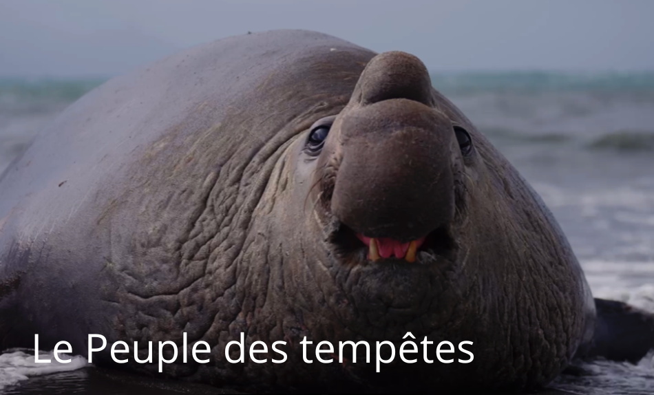 Le peuple des tempêtes - Série documentaire : Les ailes du courage & Les dents de la mer