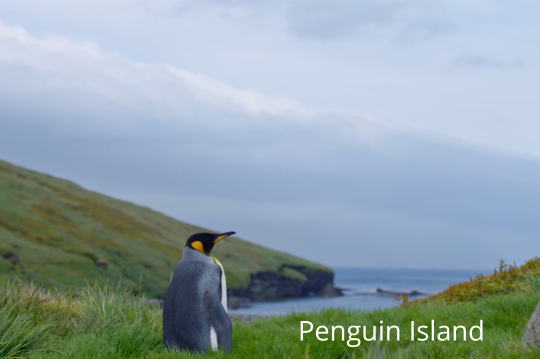 Penguin Island