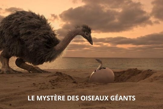 LE MYSTERE DES OISEAUX GEANTS