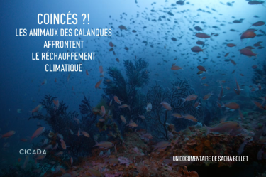 Coincés ?! Les animaux des calanques affrontent le réchauffement climatique