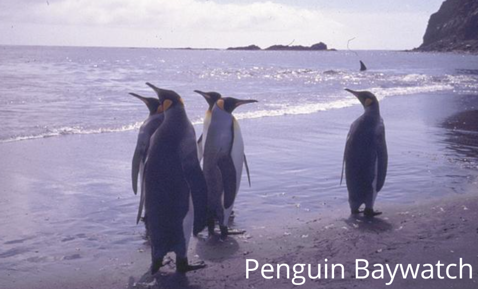 Penguin Baywatch - Serię documentaire