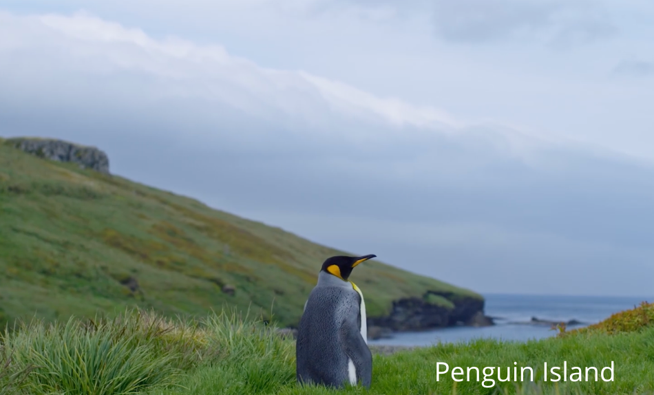 Penguin Island 